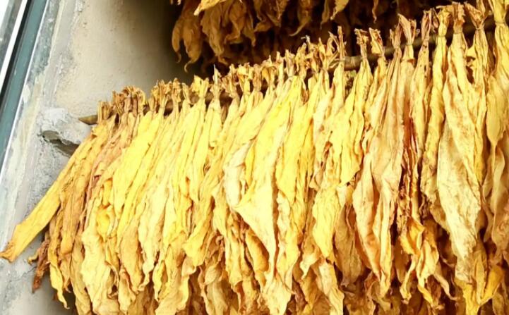 木屑顆粒燃料烘烤煙葉可以嗎？