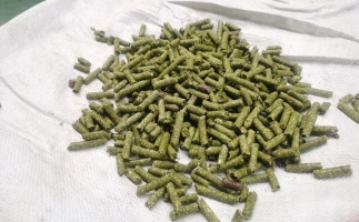 鋸末顆粒一噸能賺多少？顆粒機廠家給你算了一筆賬